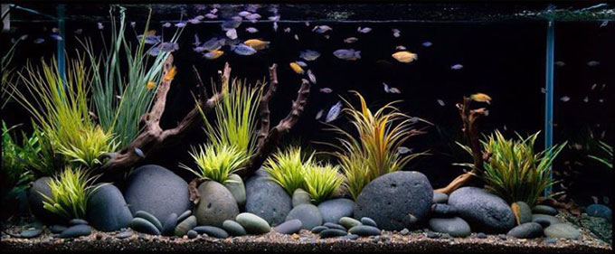 đa trang trí bể ca
